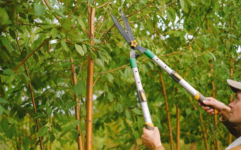 Tree trimming in Wantagh, NY